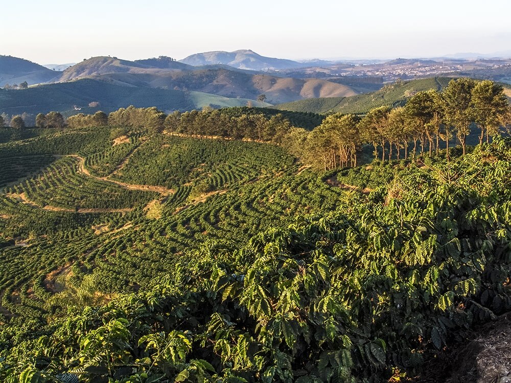 Kaffefält Brasilien