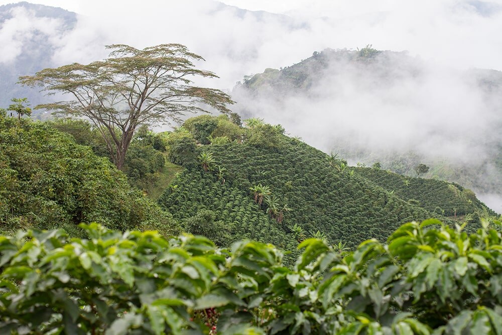 Kaffefält Colombia
