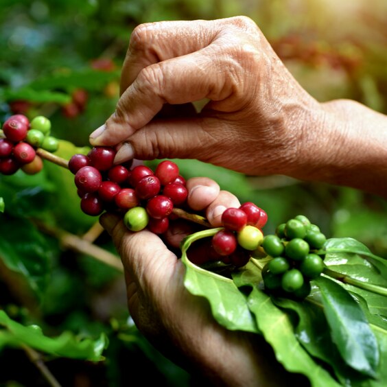 Kaffebönor handplockas