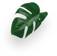 Cappuccino 30-pack decoration Image